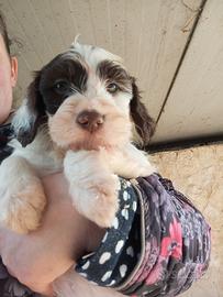 Disponibile ultima cucciola di Lagotto romagnolo