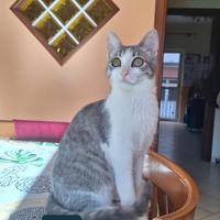 Zoe gattina 5 mesi