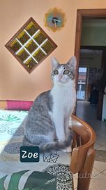 Zoe gattina 5 mesi