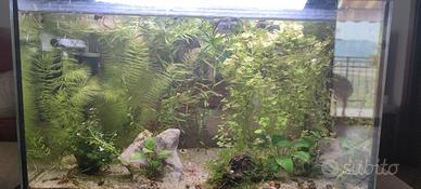 allestimento per acquario 50/60 litri