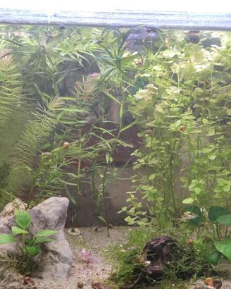 allestimento per acquario 50/60 litri