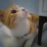 Gatto Europeo Soriano