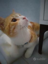 Gatto Europeo Soriano