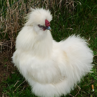 Gallo Moroseta