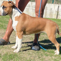 American Staffordshire Terrier