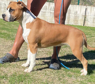 American Staffordshire Terrier