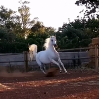 Fattrice Purosangue arabo - 2005, linea polacca