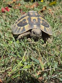 Tartaruga di terra testudo THB