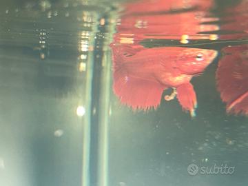 Betta incrocio crown tail e plakat