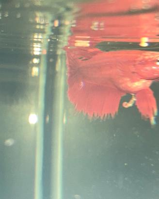 Betta incrocio crown tail e plakat