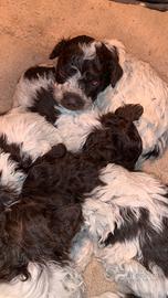 Cuccioli di Lagotto