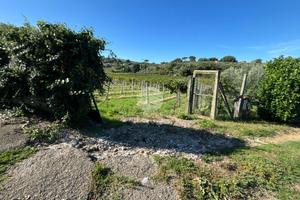 TER. AGRICOLO A MONTE PORZIO CATONE