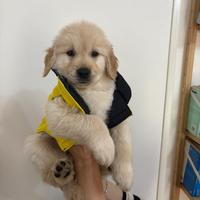 Ciccioli di Golden linea americana