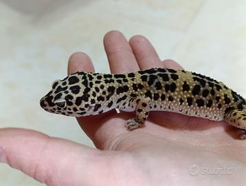 Geco Leopardino su Roma