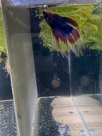 Betta Splendens (pesce combattente)