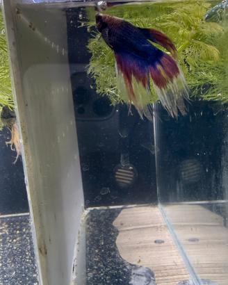 Betta Splendens (pesce combattente)