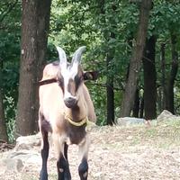 Becchi belli e bravi