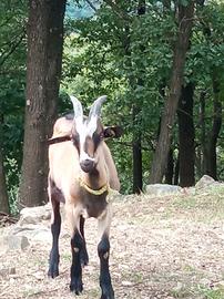 Becchi belli e bravi