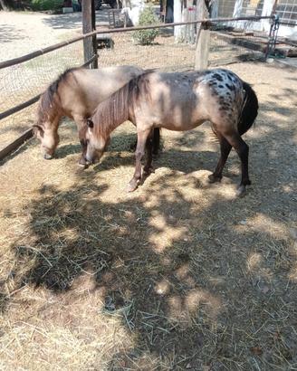 2 mini pony