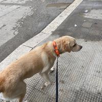 Animali domestici