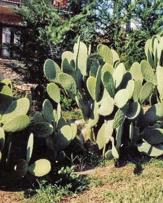 pale fico d'india 