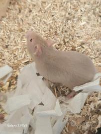 Cuccioli criceto Dorato