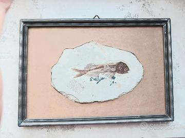 Fossile originale di pesce con cornice 