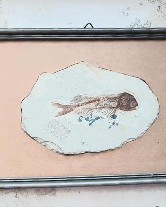 Fossile originale di pesce con cornice 