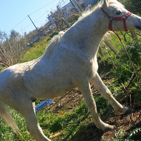Cavallino da sella
