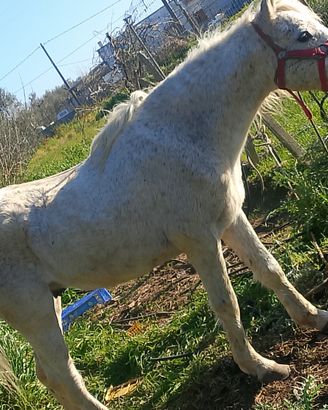 Cavallino da sella