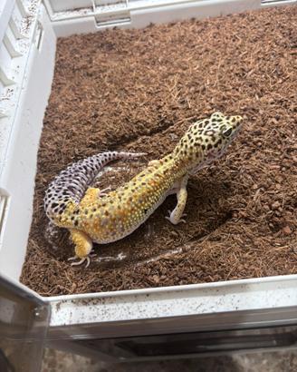 Geco leopardino