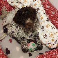 Cucciola di lagotto romagnolo