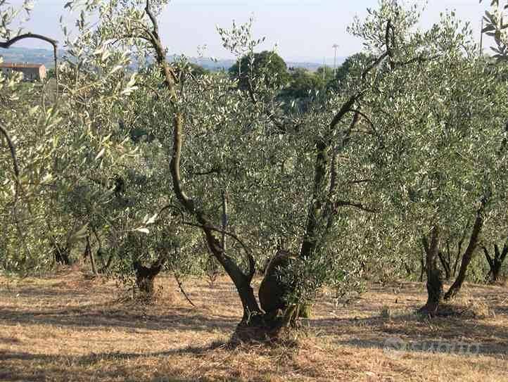 Terreno di 13000 m² a Lastra a Signa - Vista 4
