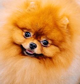 Spitz Toy pomerania ACCOPPIAMENTO CAMPIONE Russo