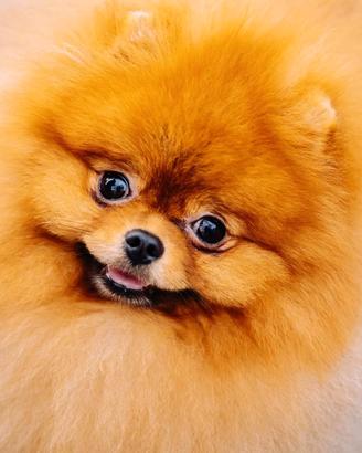 Spitz Toy pomerania ACCOPPIAMENTO CAMPIONE Russo