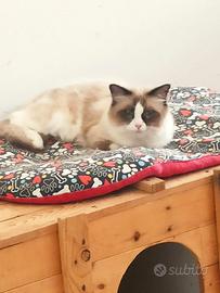 Ragdoll