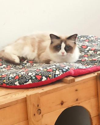 Ragdoll