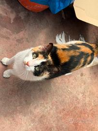 Gattina