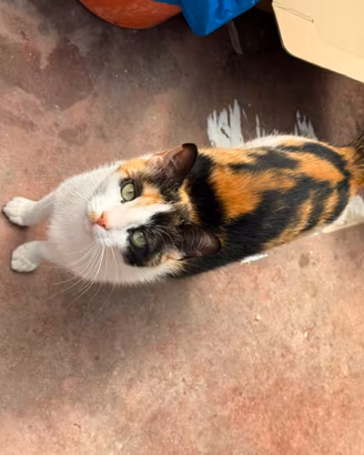 Gattina