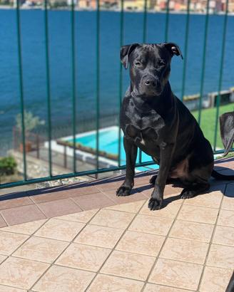 Pitbull