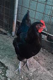 Gallina Australorp