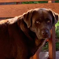 Labrador maschio per monta