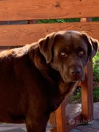 Labrador maschio per monta