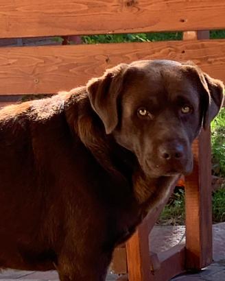 Labrador maschio per monta