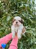 cuccioli-di-shihtzu