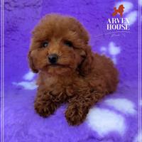 Cuccioli di barboncino toy rosso -