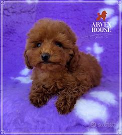 Cuccioli di barboncino toy rosso -