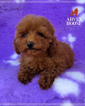 Cuccioli di barboncino toy rosso -