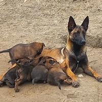 Pastore belga Malinois allevamento Enci