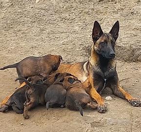 Pastore belga Malinois allevamento Enci